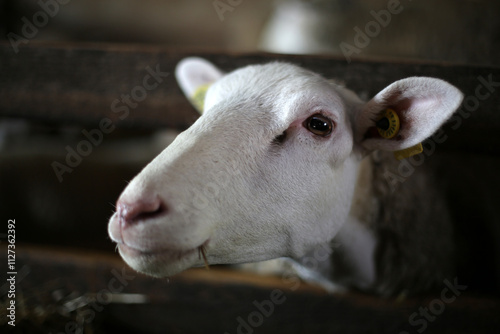 Farm animals in Bergerie National - Model farm - Rambouillet - Yvelines - Ile-de-France - France