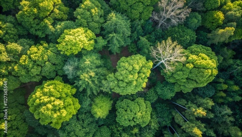 Aerial View of Lush Green F...