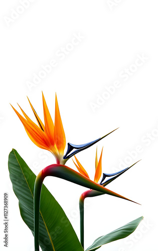 Strelitzia flowers and Xanadu leaves create a vibrant splash of color against a crisp white natural background concept._00002_ photo