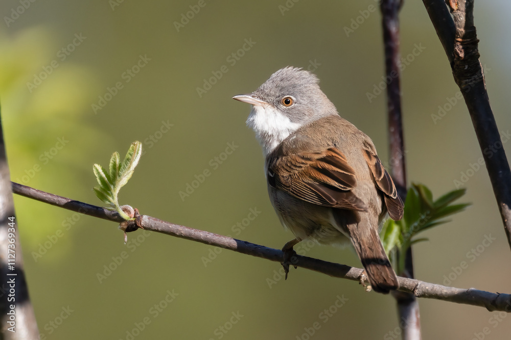 Obraz premium Common whitethroat