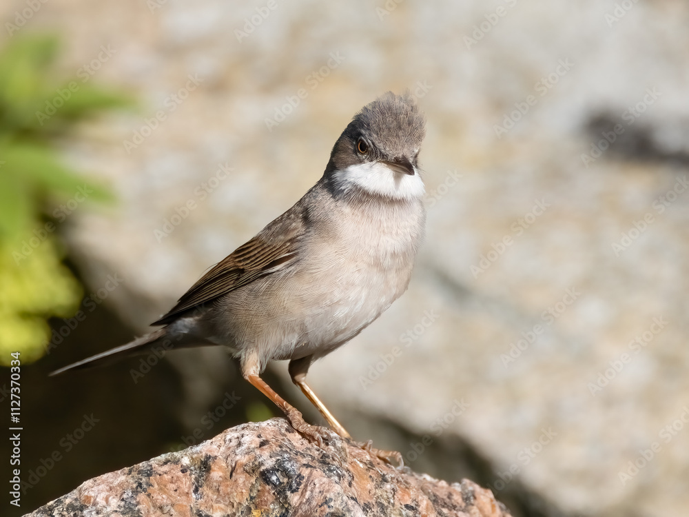 Fototapeta premium Common whitethroat