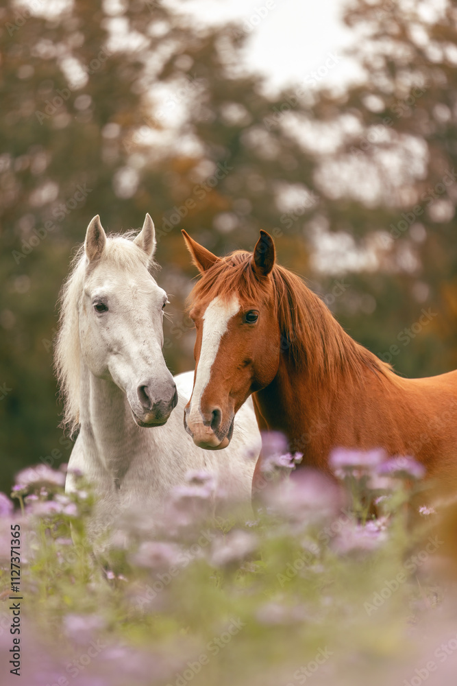 A chestnut brown lusitano and a white spain horse on a wildflower meadow in autumn outdoors