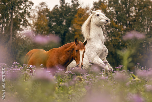 Foto A chestnut brown lusitano and a white spain horse on a wildflower meadow in autu