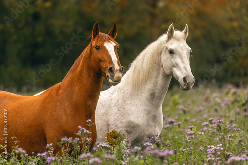 A chestnut brown lusitano and a white spain horse on a wildflower meadow in autumn outdoors