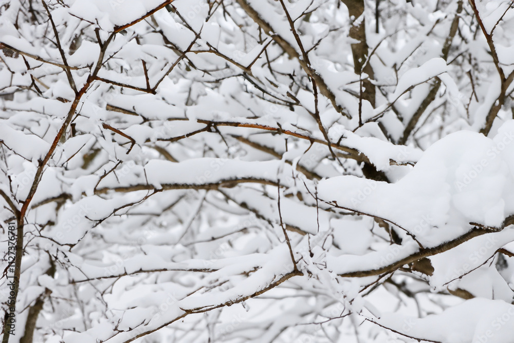Close up of a tree covered in snow. A tree branch in winter with snow and nature. A tree with branches in the snow. A tree with branches and snow in lifestyle winter nature. Close up of a tree covered in snow. A tree branch in winter with snow and nature. A tree with branches in the snow. A tree with branches and snow in lifestyle winter nature.
