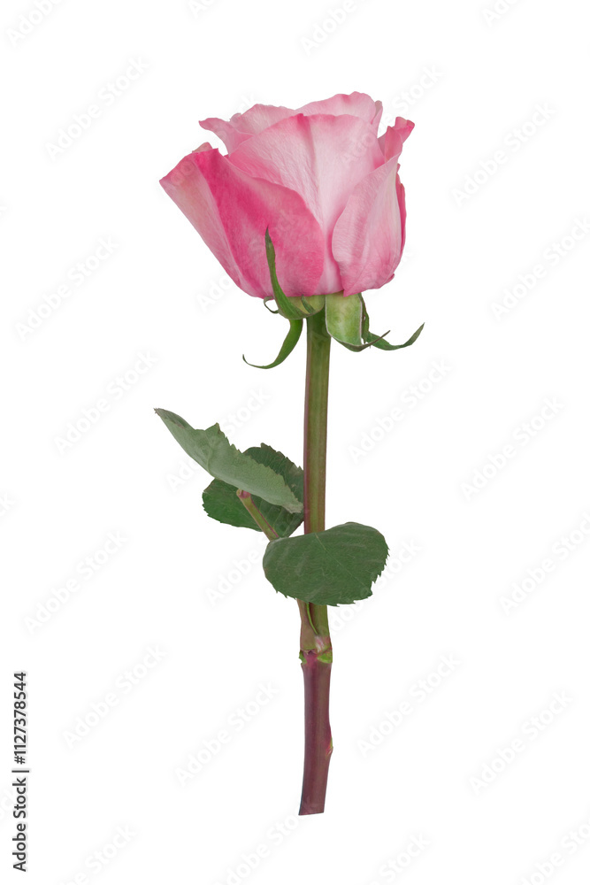 Beautiful single pink rose isolated on transparent background.