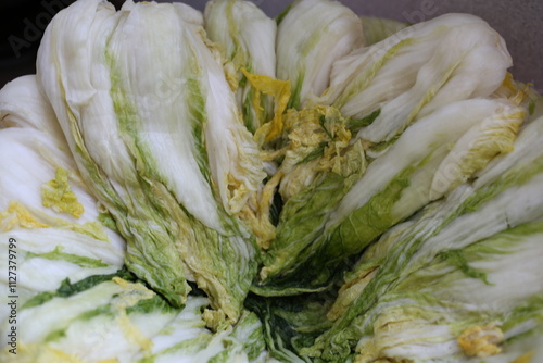 Napa cabbage salted for Korean kimjang