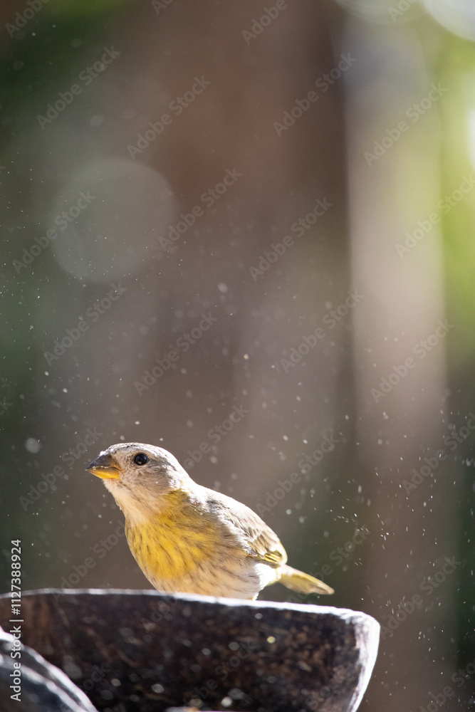 Obraz premium The true ground canary or ground canary (Sicalis flaveola), not to be confused with the canary or domestic canary (Serinus canaria), belongs to the family Thraupidae