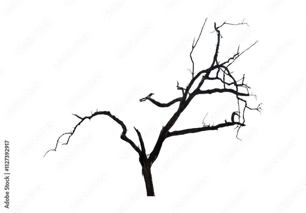Fototapeta premium Bare tree branch, isolated on white transparent sky, deciduous plant in African savannah 