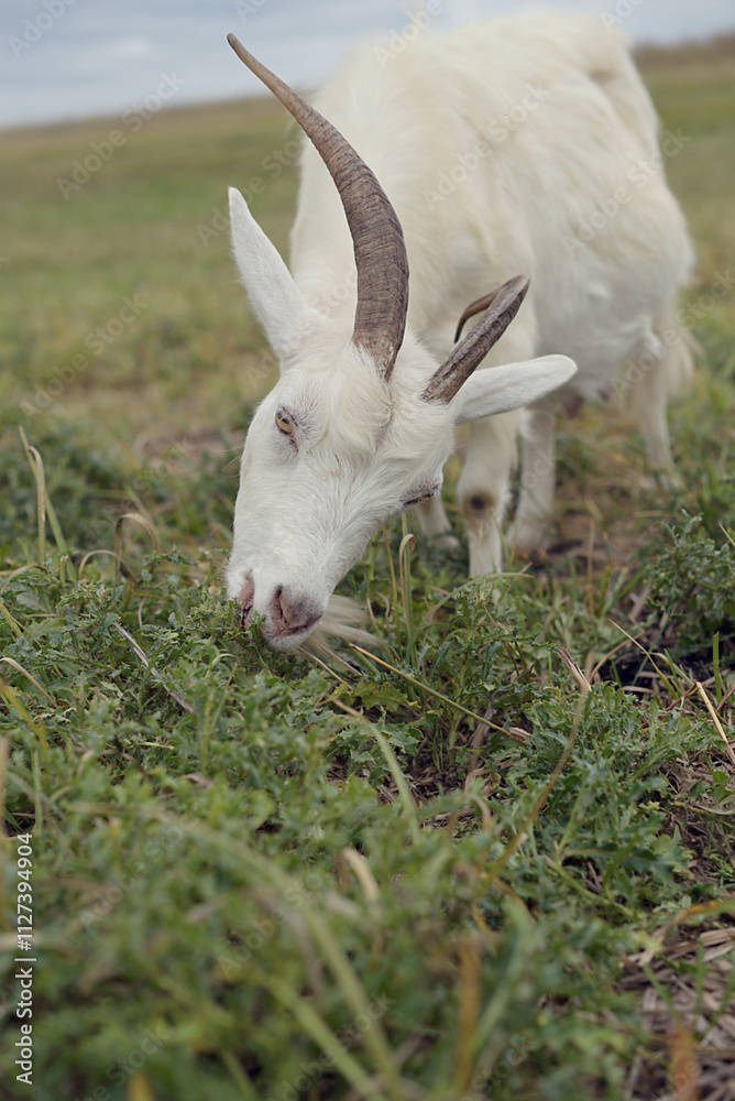 Obraz premium Female goat on a farm in the village