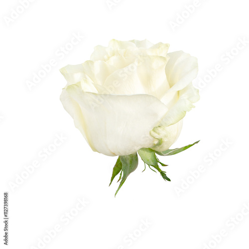 Wallpaper Mural Beautiful single white rose bud isolated on transparent background. Torontodigital.ca