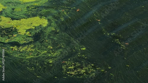 Green stagnant river water with duckweed