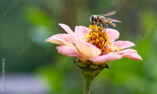 Bilde på lerret Macro of a hoverfly on a zinnia blossom