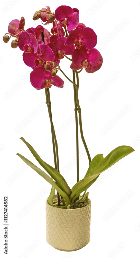 Naklejka premium Orchidée phalaenopsis 2 tiges