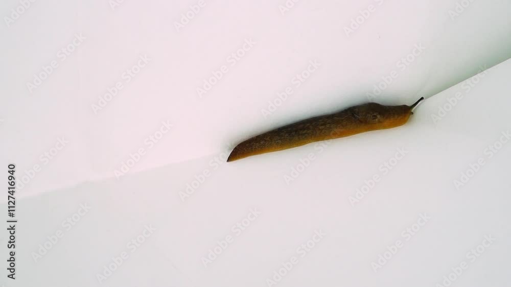 Stockvideon The slug, being on white paper surface, finds a gap between ...