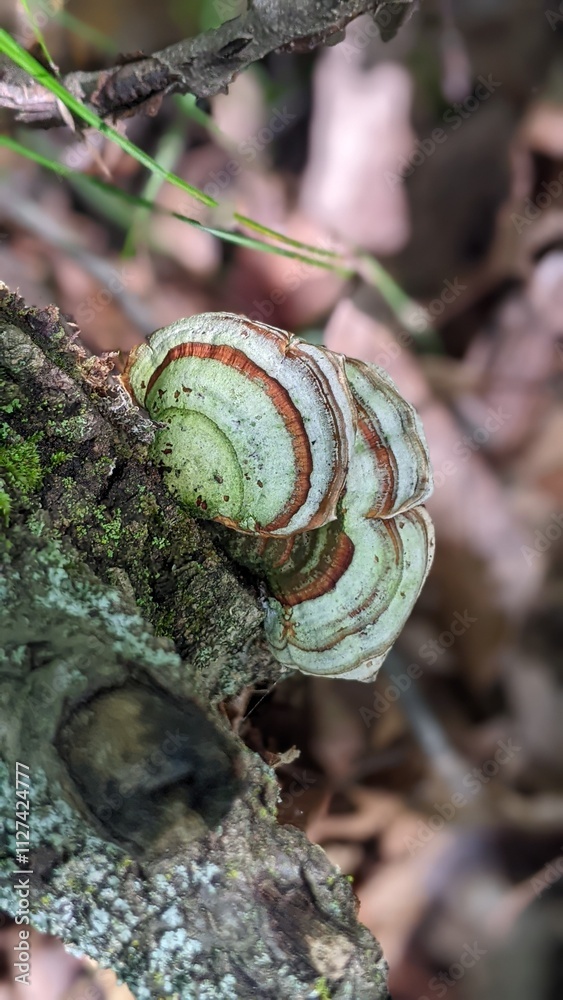 Mushroom Mushroom
