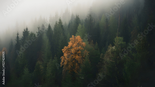 A foggy morning in a dense pine forest