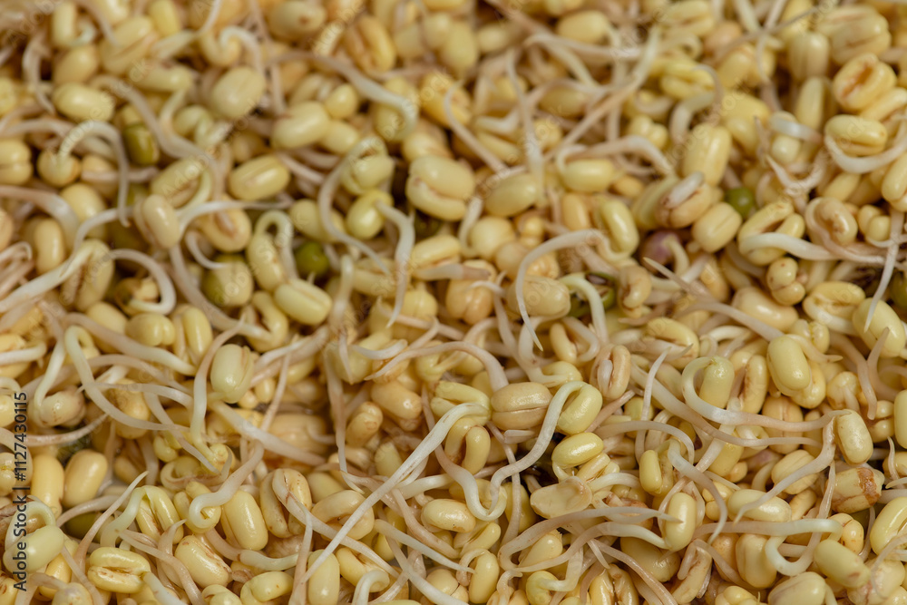 Home sprouted mung bean with removed green skin. Selective focus. Abstract background texture. Home sprouted mung bean with removed green skin. Selective focus. Abstract background texture.