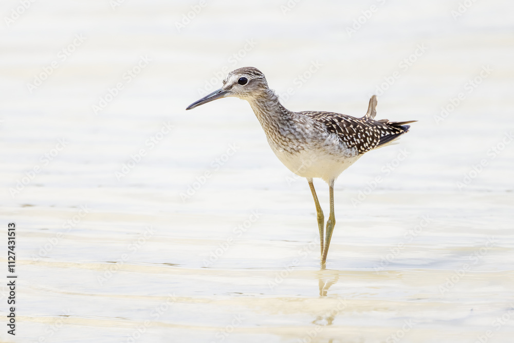 Grünschenkel watet bei der Suche nach Nahrung durch das flache Wasser Grünschenkel watet bei der Suche nach Nahrung durch das flache Wasser