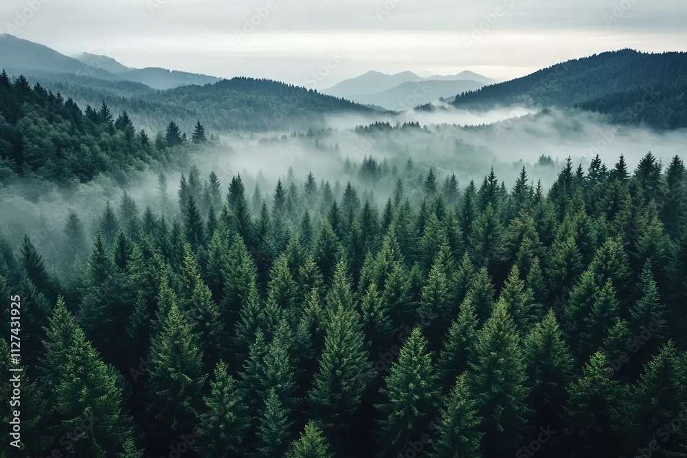 A panoramic view of the dense forest, with mist rising from its trees and hills in the background. A panoramic view of the dense forest, with mist rising from its trees and hills in the background.