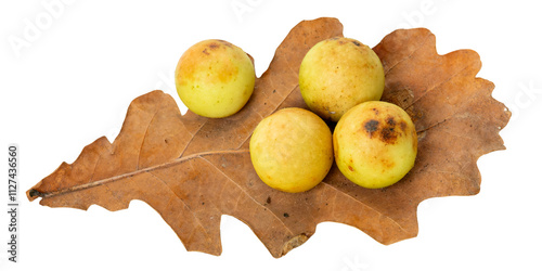 Galls (cecidia) on an oak leaf isolated on white background. Oak galls caused by Cynips quercusfolii. photo