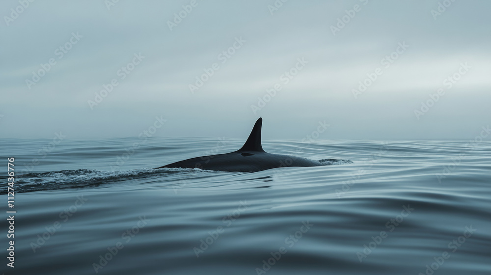 Fototapeta premium Orca whale is showing its dorsal fin while swimming in the ocean, creating a sense of awe and wonder