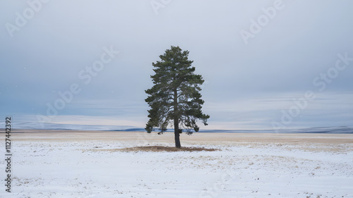 Wallpaper Mural A lone pine tree standing in a vast, snow covered plain under a soft gray sky Torontodigital.ca