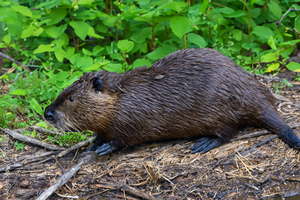 A beaver is walking through the grass. Beaver in the green forest. Beaver sitting on a black grass. Beaver sitting on grass in a green forest lifestyle. A beaver is walking through the grass. Beaver in the green forest. Beaver sitting on a black grass. Beaver sitting on grass in a green forest lifestyle.