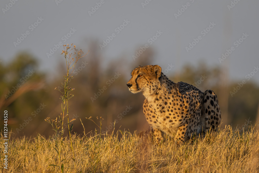 Naklejka premium Wild cheetah crouches in Moremi, Botswana