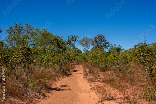 View of some cerrado trees at Serras Gerais - Almas, Tocantins, Brazil