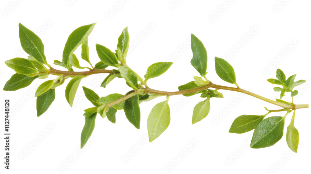 Freshly picked green herb sprig Freshly picked green herb sprig