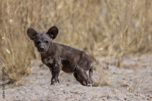 African wild dog pup
