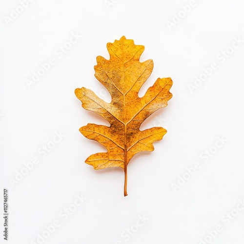 golden autumn oak leaf with warm tones, showcasing intricate details and textures. Perfect for seasonal decor or nature inspired themes photo