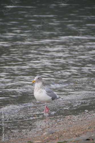 Seagull at Kilby Park Campground during a fall season in Harrison Mills, British Columbia, Canada