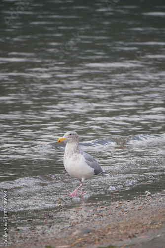 Seagull at Kilby Park Campground during a fall season in Harrison Mills, British Columbia, Canada