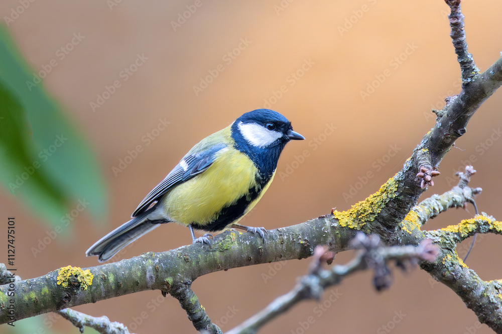 Obraz premium great tit in urban garden in winter