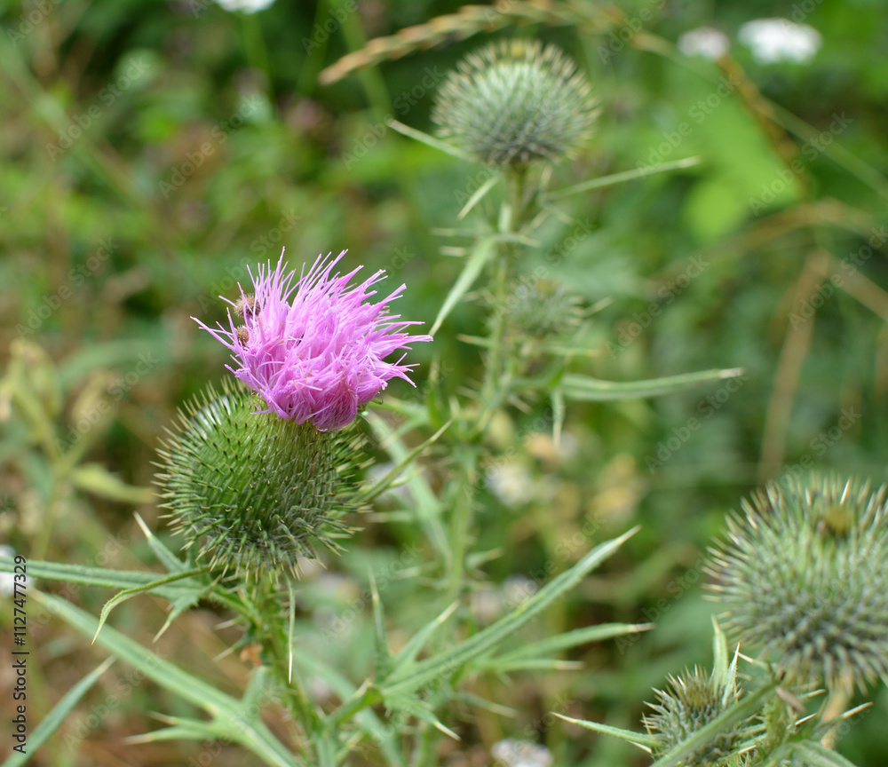 Common thistle (Cirsium vulgare) grows in nature Common thistle (Cirsium vulgare) grows in nature