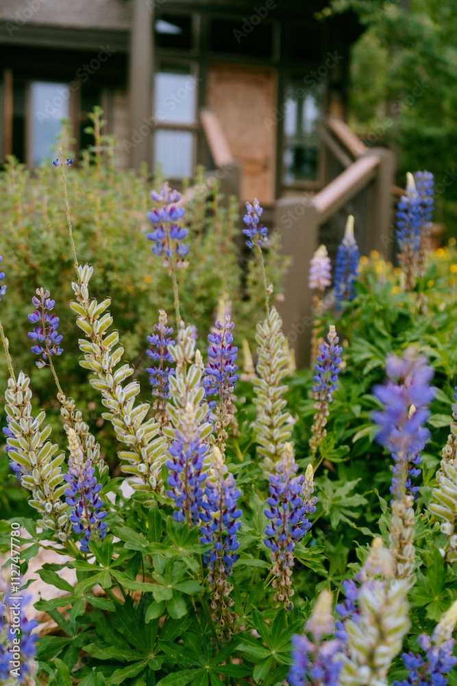 Obraz premium wildflowers in front of home