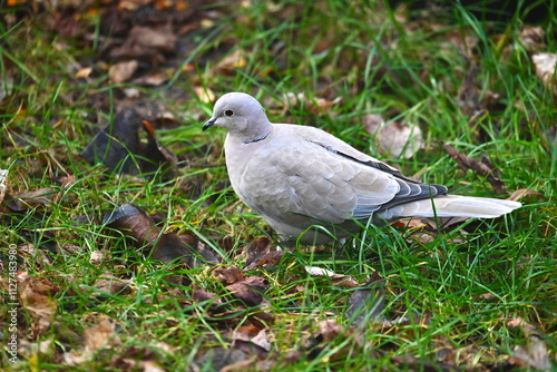 Gołąb polny photo