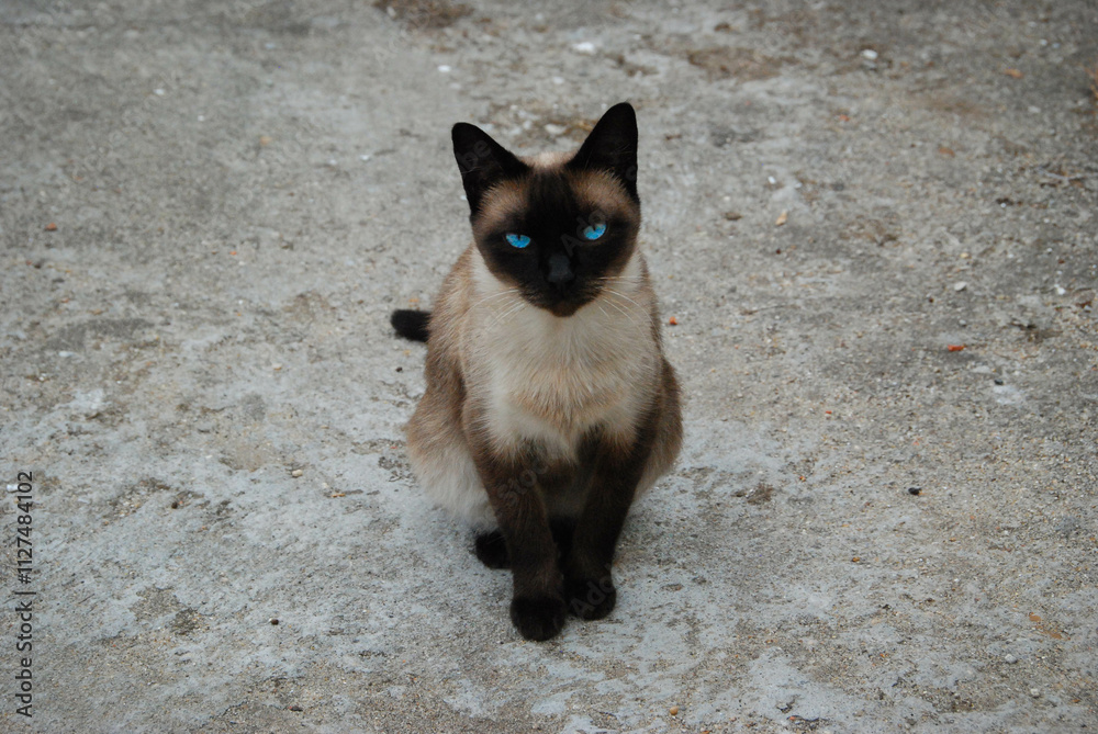 Fototapeta premium Cat