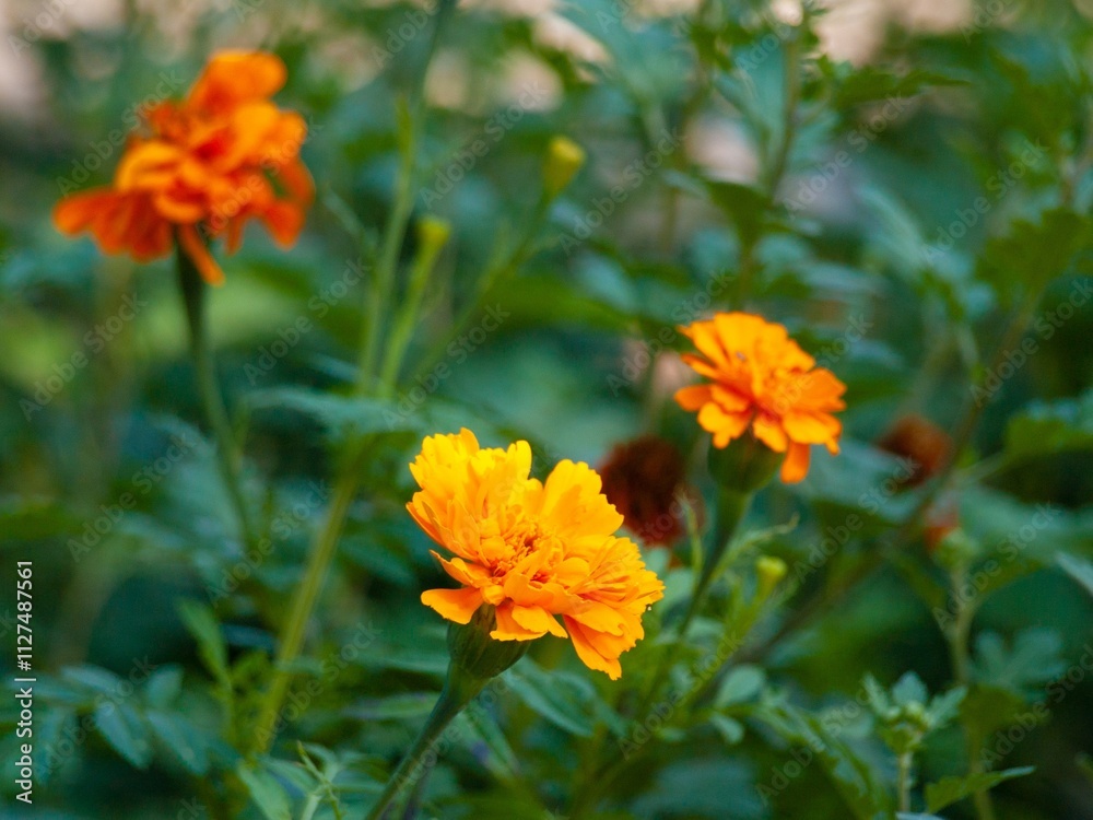Golden Marigolds flowers Blooming in Lush Green Garden. Concept of Nature Beauty, Vibrant Blossoms, Outdoor Serenity, Spring Golden Marigolds flowers Blooming in Lush Green Garden. Concept of Nature Beauty, Vibrant Blossoms, Outdoor Serenity, Spring