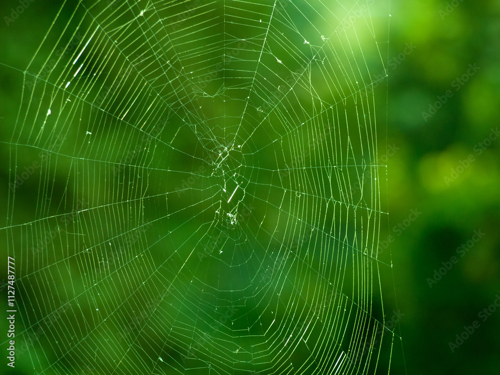 Close-up of a spider web with dewdrops against a green blurred background. Concept of nature, delicate structures, spiders, Forest Tranquility, and natural ecosystems. Copy space. Background Close-up of a spider web with dewdrops against a green blurred background. Concept of nature, delicate structures, spiders, Forest Tranquility, and natural ecosystems. Copy space. Background