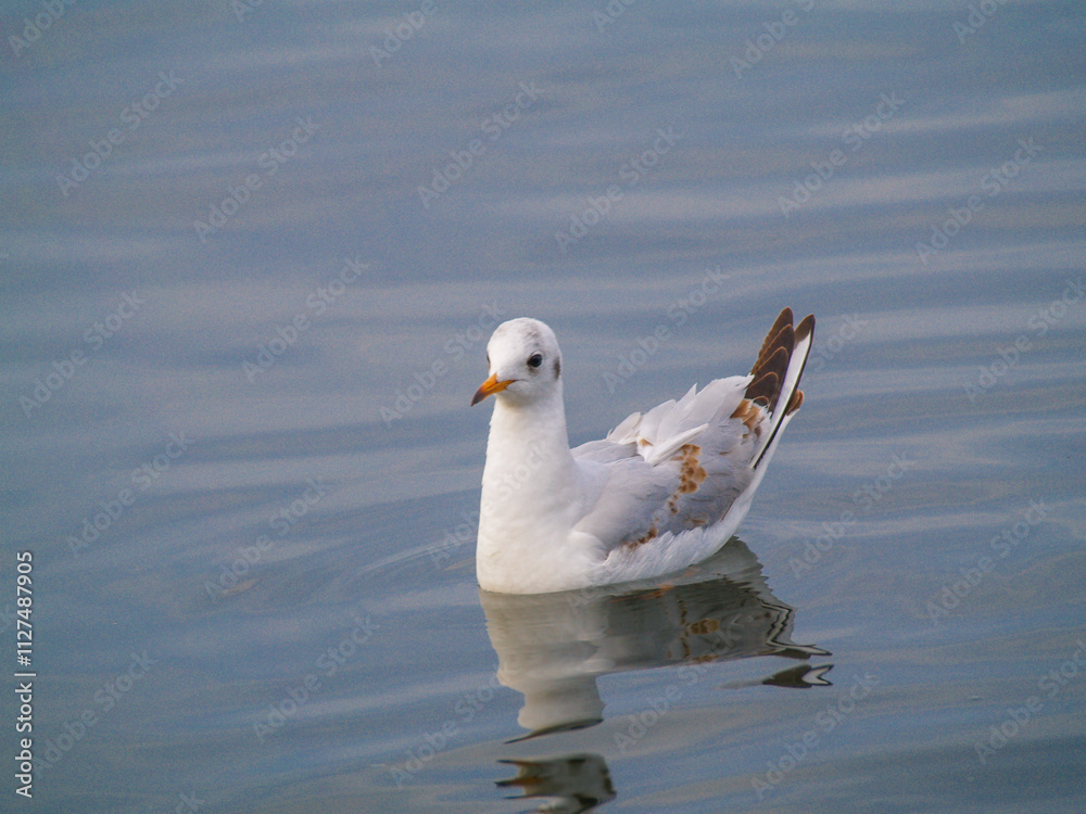River seagull floating on calm water with soft reflections. Concept of aquatic birds, nature, wildlife, and peaceful landscapes River seagull floating on calm water with soft reflections. Concept of aquatic birds, nature, wildlife, and peaceful landscapes
