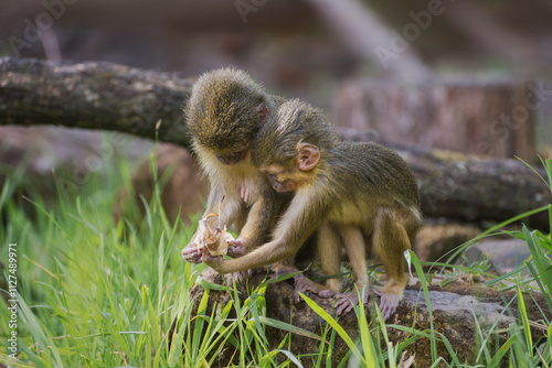 Miopithecus ogouensis. A pair of Gabon talapoin, the smallest monkeys in Africa photo