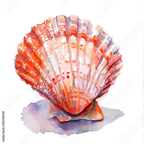 A watercolor vector of a scallop, isolated on a white background. Scallop vector.