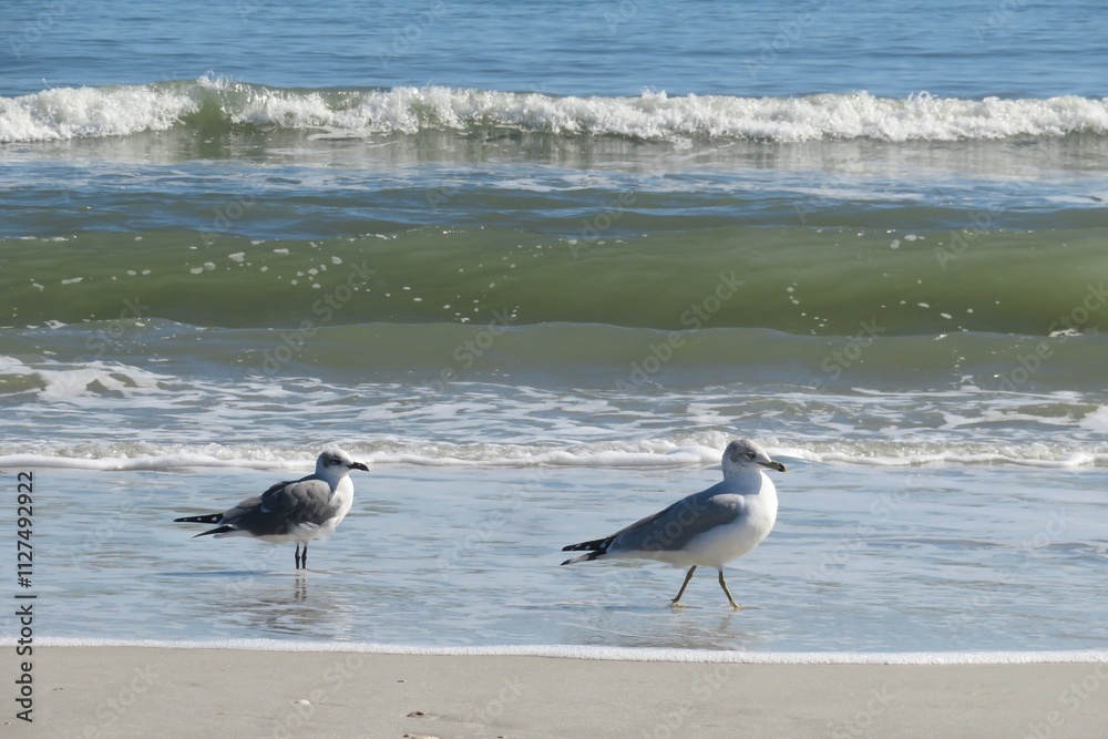 Seagulls on ocean background in Atlantic coast of North Florida Seagulls on ocean background in Atlantic coast of North Florida