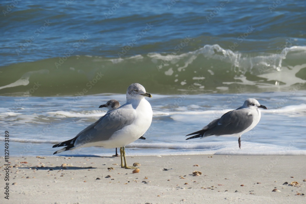 Seagulls on ocean background in Atlantic coast of North Florida Seagulls on ocean background in Atlantic coast of North Florida