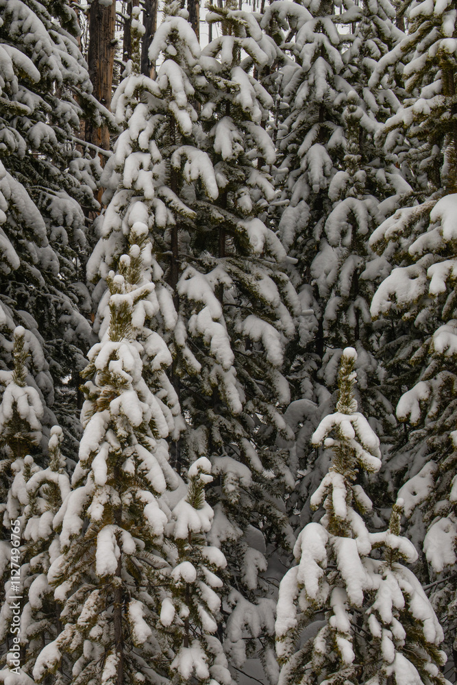 Pine tree branches after a heavy snowfall, Yellowstone National Park Pine tree branches after a heavy snowfall, Yellowstone National Park