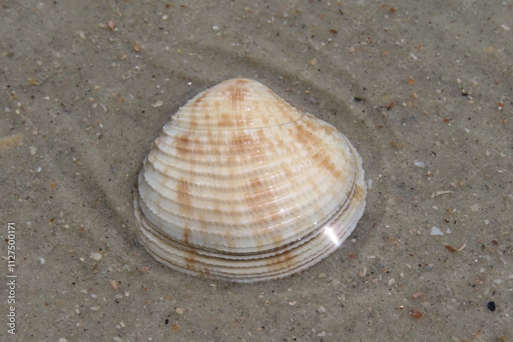 Seashell in shallow water on Atlantic coast of North Florida Seashell in shallow water on Atlantic coast of North Florida