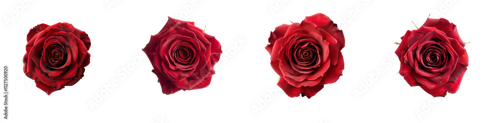 Set of Close-Up Red Roses on transparent background Set of Close-Up Red Roses on transparent background